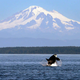 Imagen para el artículo titulado Resuelven el misterio de los 21 pies mutilados que llegaron a la costa de Canadá